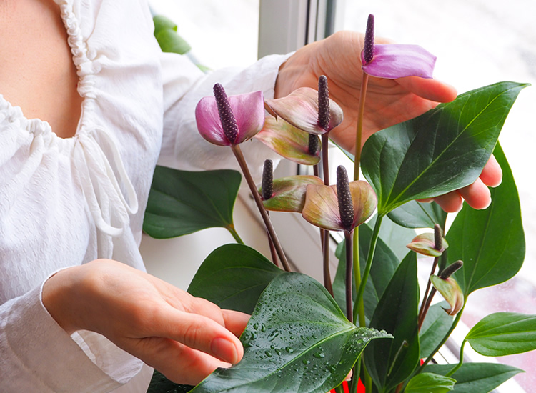 person holding anthurium houseplants that bloom in winter