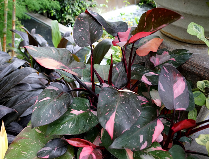 philodendron pink princess ppp plant full height