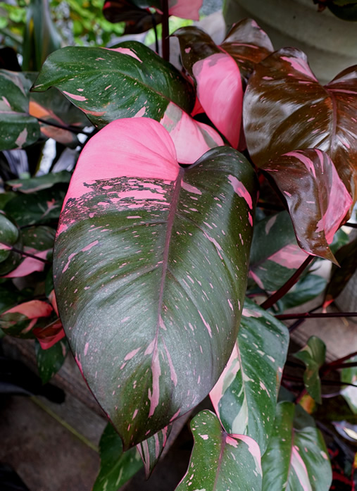 philodendron pink princess ppp plant huge leaf