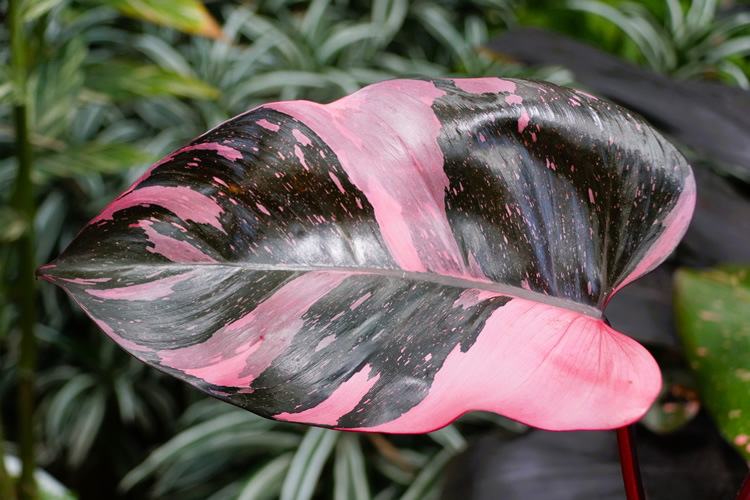 philodendron pink princess ppp plant mottled pink leaf